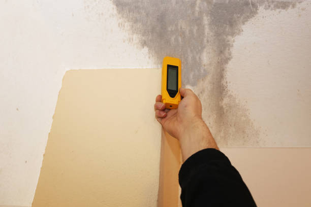 Dehumidification Services in Nederland, CO