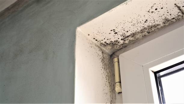 Best Post-Remediation Verification Testing  in Nederland, CO