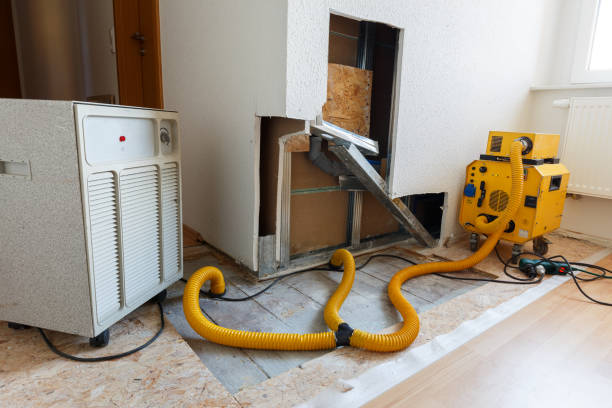 Trusted Nederland, CO Mold Removal Experts