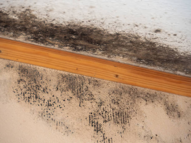 Best Residential Mold Inspection & Testing  in Nederland, CO