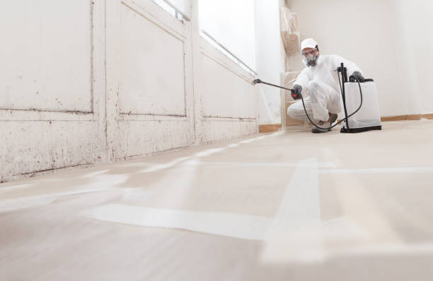Best Mold Removal for HVAC Installations  in Nederland, CO