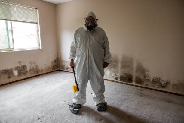 Best Industrial Mold Remediation  in Nederland, CO