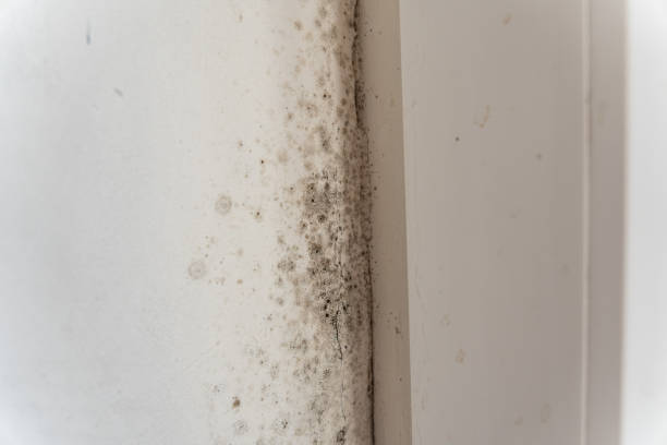 Mold Remediation for Vacation Homes in Nederland, CO